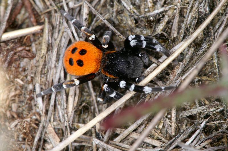 Eresus_sandaliatus_D3029_Z_85_NP De Hoge Veluwe_Nederland.jpg